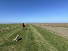 Seven miles of flood bank - marsh on the right, farmland on the left!